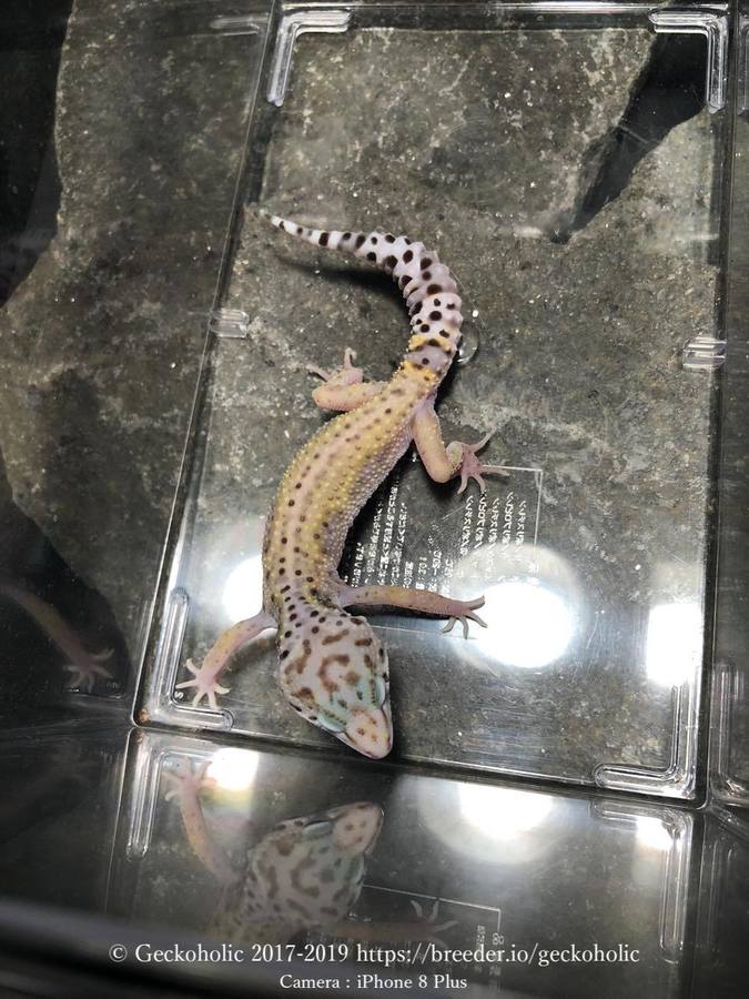 49fa2f8e-8680-4dbb-8352-e5651d0938d8