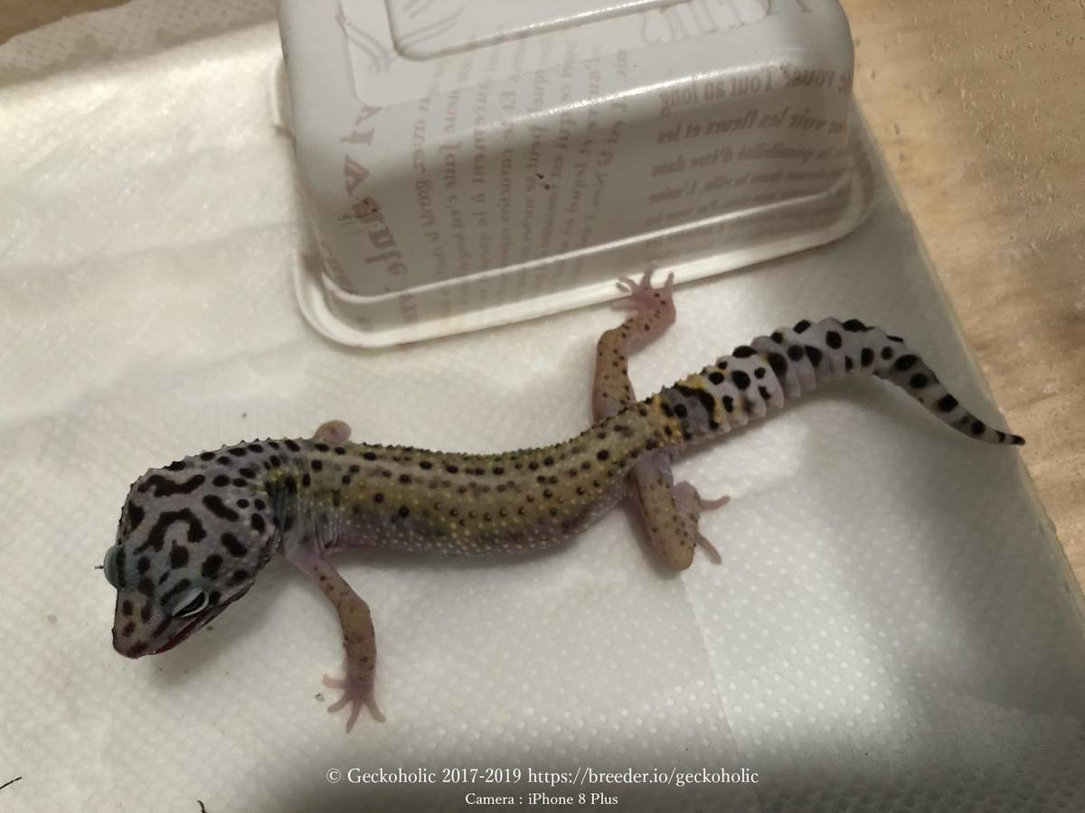 63646d98-effc-435c-b0b4-676823ba895a