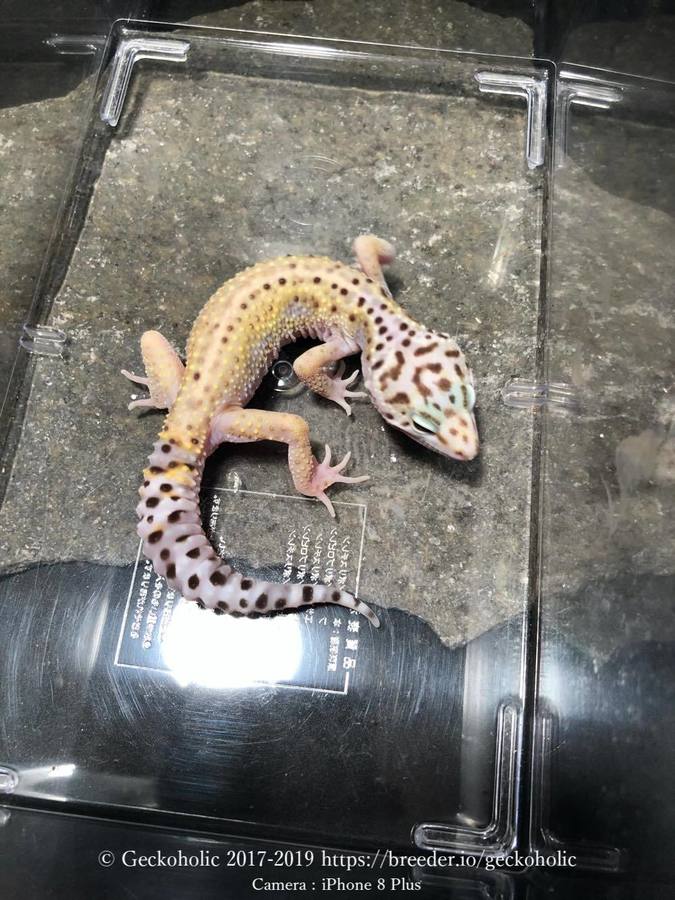 c959c038-c9c3-4461-bb64-82b2b3a801d2