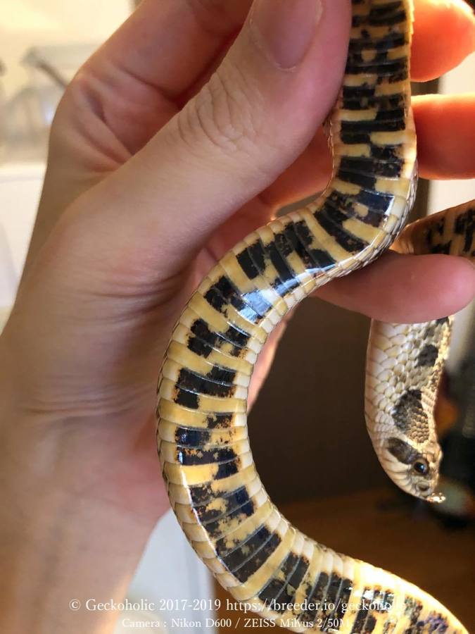 7b033c11-bd2d-44c9-981a-5dc61b8081a8