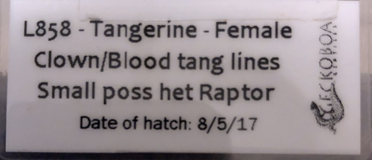 81c11a86-1c82-42ee-a086-e55d0306753e