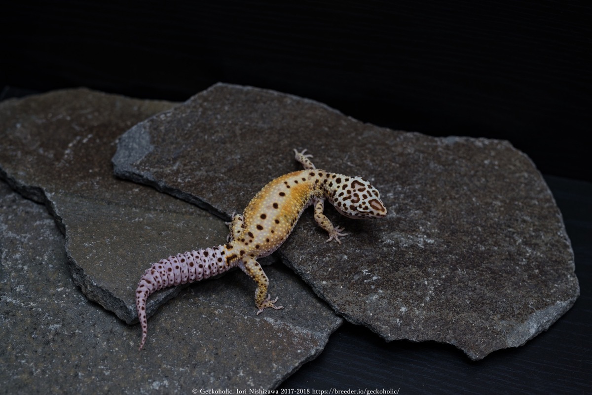 b080061b-b987-46d4-a7a8-50b0fa4a4713