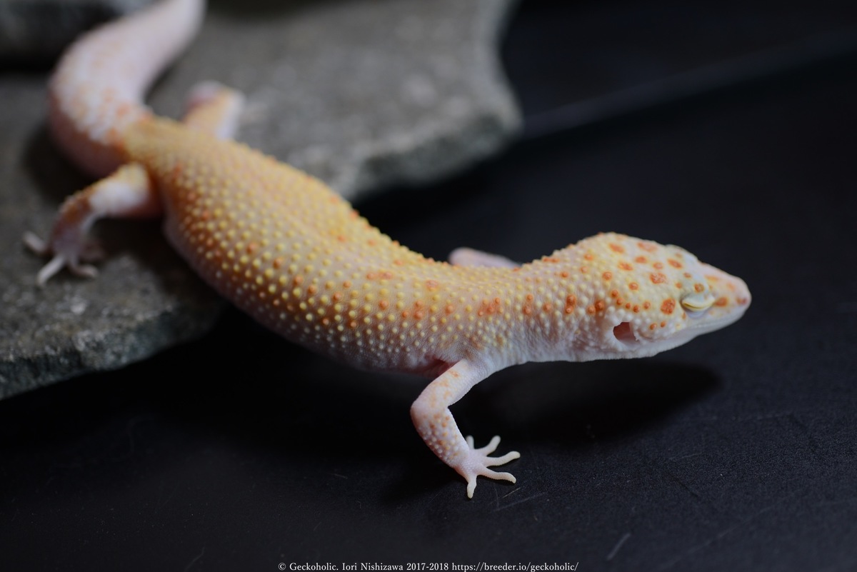 ff71ed7b-8769-4c1a-85d4-5da88cb6b3b5