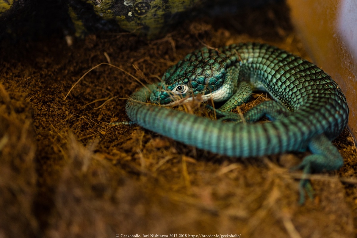 120bc9b8-6220-47c6-ae5b-0a22340ab979