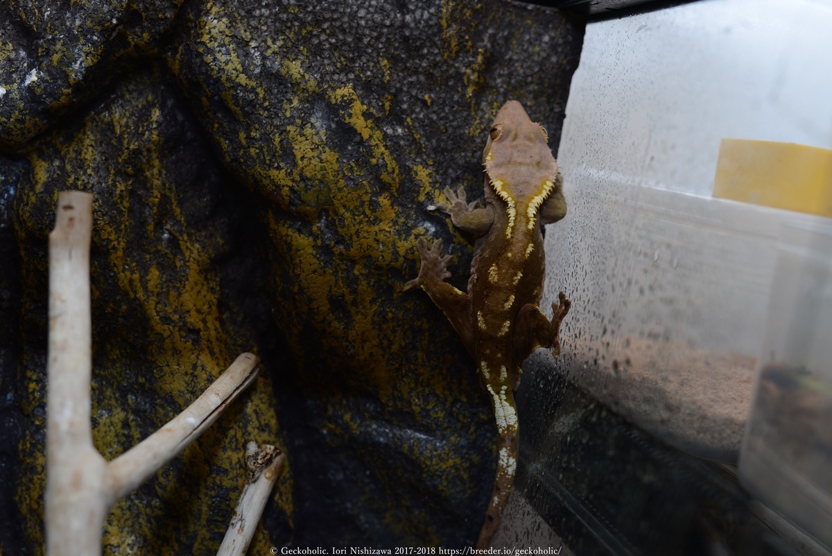 23d7afcb-eee7-4891-bbf2-2a92c79fad39