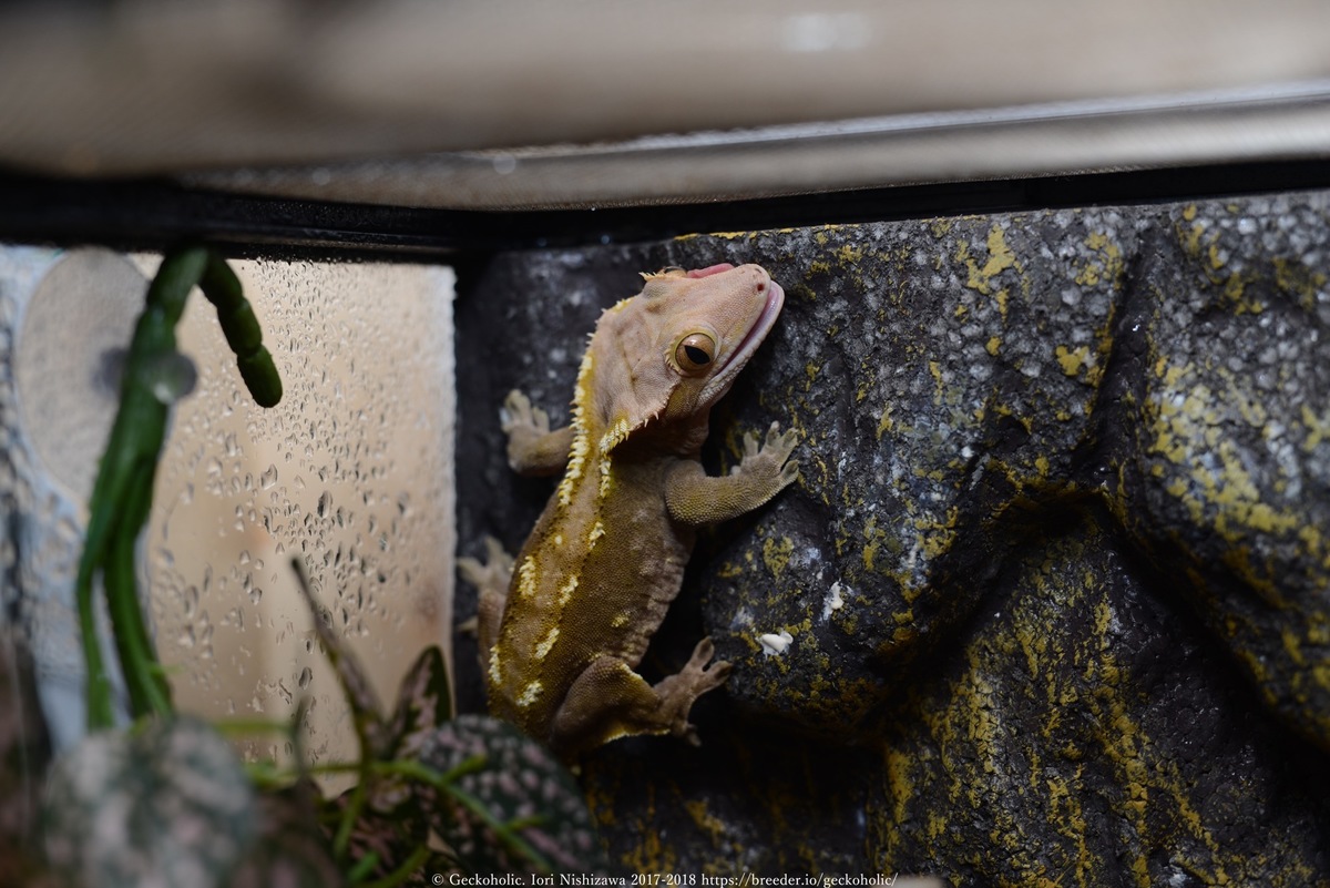 e1503000-ed5c-45eb-a805-419a852d9e24