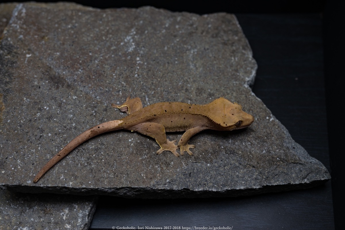 97ad0ba8-2f8c-4f39-ba85-76e218fe8ccb