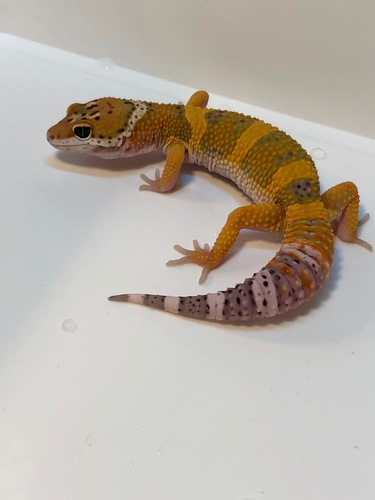 7fa1325a-1a4a-4407-9bc8-3ba363861b7e