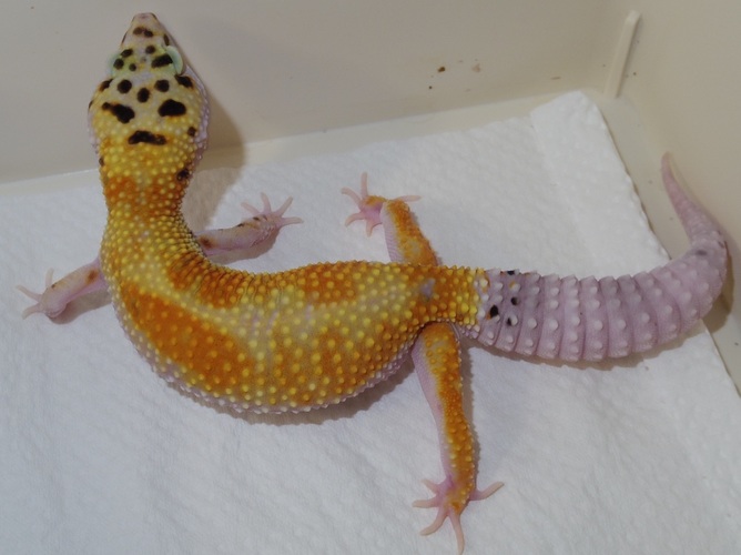 049f8c3a-8fed-4c7c-96fb-141ae8aadba2