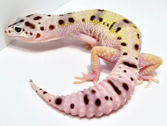 d8917632-b4b1-41b6-a02b-174de7a3a456