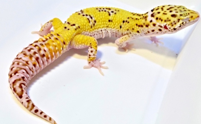 66f98f13-cf19-4281-8189-db6797598873