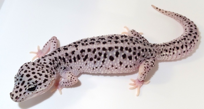 33d8772c-c0e1-4532-8038-0633d700469b