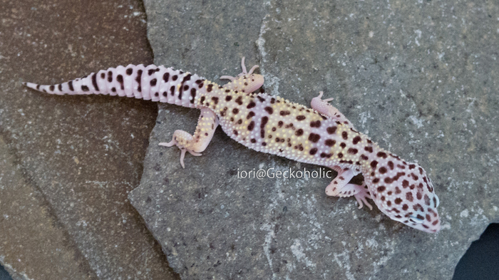 b82c6036-e172-47f6-bd13-c78db22d9101