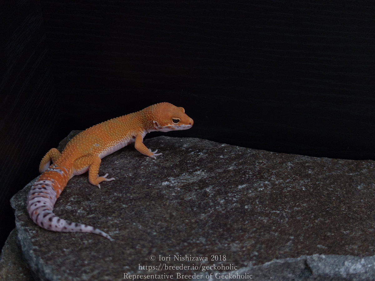 f52efa1f-4075-4780-b33c-69e1613cc1eb