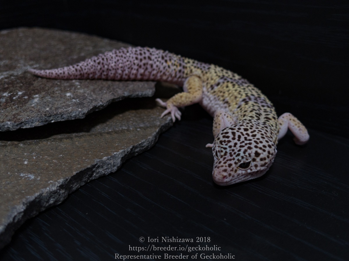 0102d65e-9285-4852-ac34-0f97d0be50ee