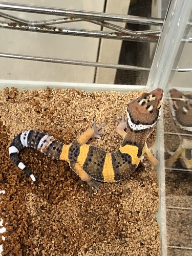 7bf582e3-0191-4c8e-8e0c-7b58071ae7f2