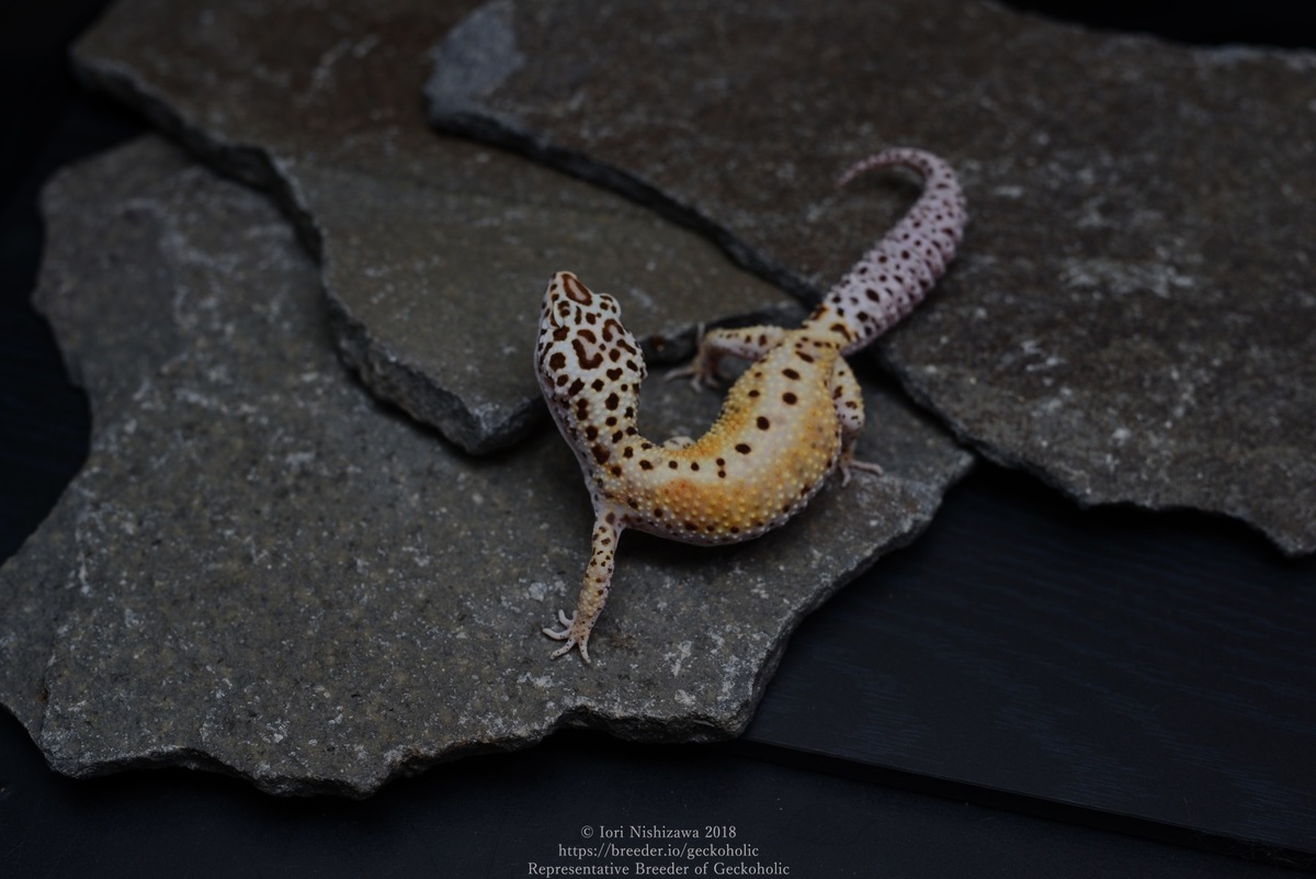 edea3e3f-3b72-4954-b636-be685e9e7454