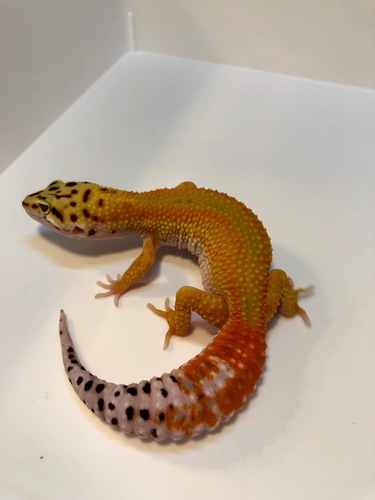 0bd5815a-1c33-4d2a-9d6f-fc5cb5c24f7d