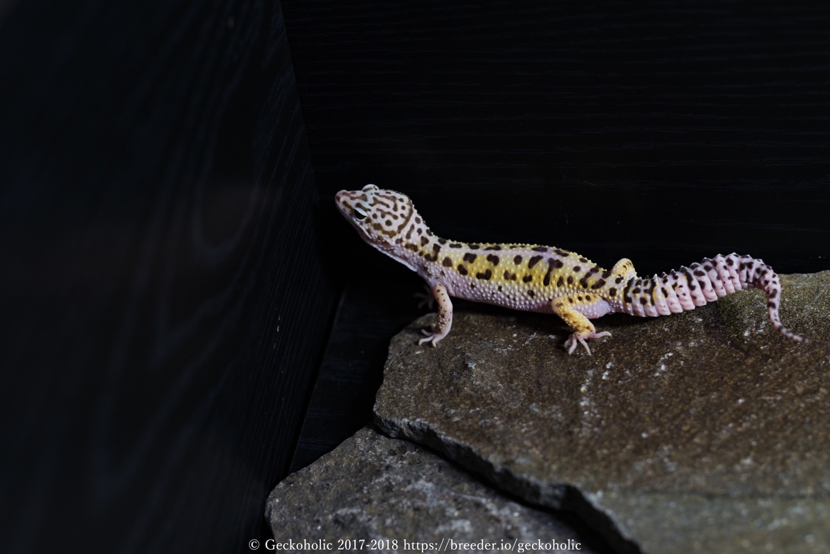 d91016b5-479a-4d55-ac0f-46b805084e79