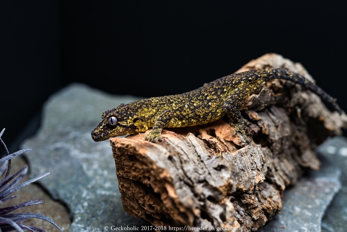 8a446553-80b3-4404-b2c4-41c28ef4f9d7