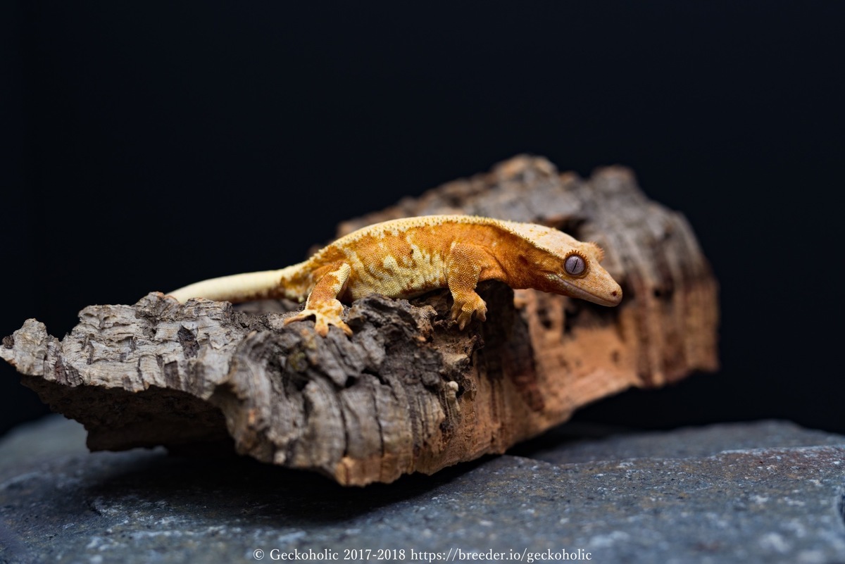 284f4162-3f8d-4ed2-9077-dea68874f6e4