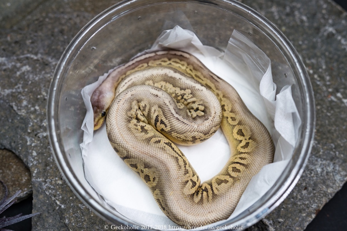 26e2bb10-7b11-4e7a-b9dd-2124b576a5bf