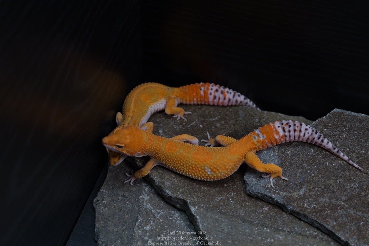 17adb345-5978-4bd9-8942-3cadff3c764e