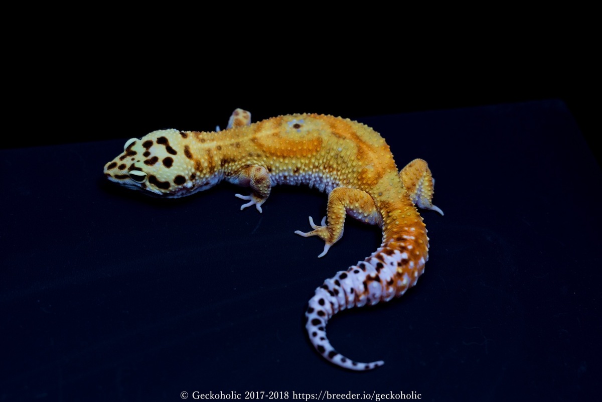 09fa1ada-009a-495c-be49-21ca7fb76885