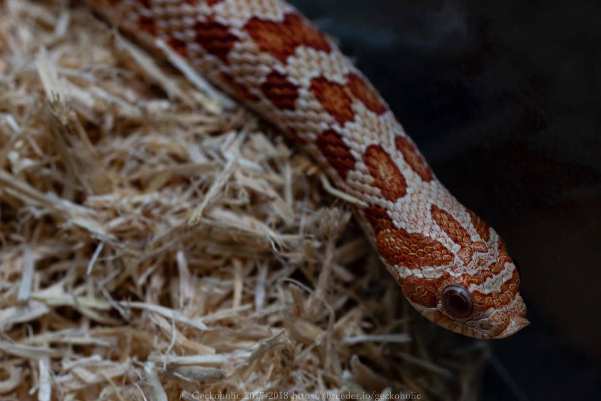 f877e586-4c75-4287-976a-4c492744f2e3