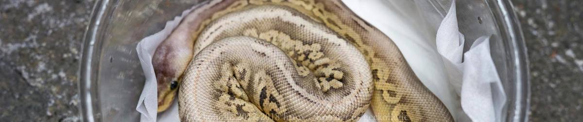 41c68c4e-4a56-4ba3-9d7b-8cb040e5998c