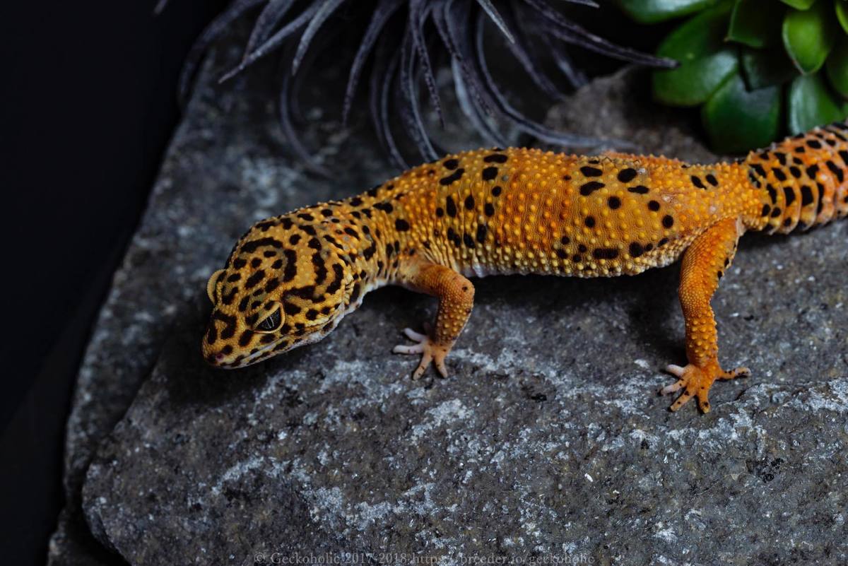 fcae2603-39a4-4200-bded-35312f828dff