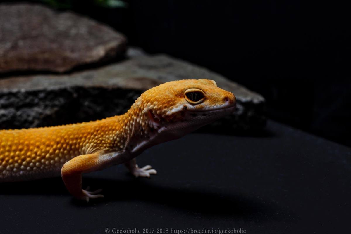 c1cb93ed-880b-441d-b775-9c80ab53f171