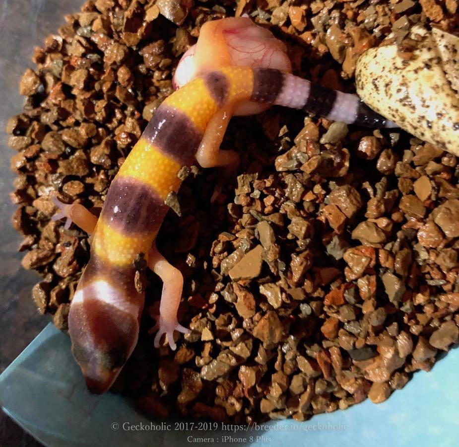 c1ad17c3-4971-44ae-a29c-7970aa01f74f